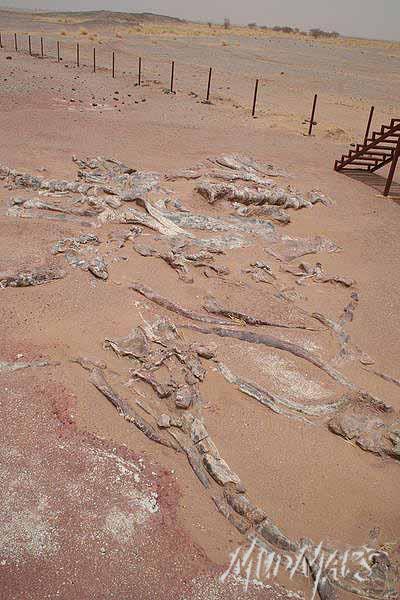 Mud Maps Africa Agadez dinosaur bones 3389